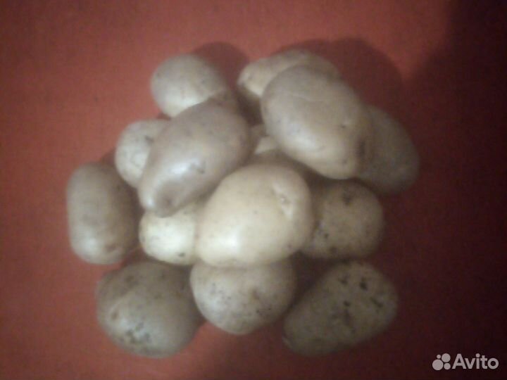 Картофель сменной домашний