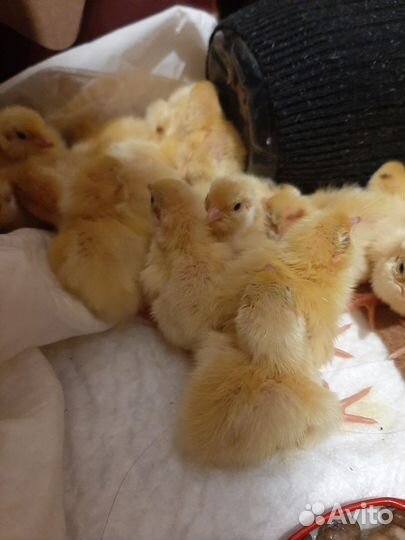 Перепелята суточные