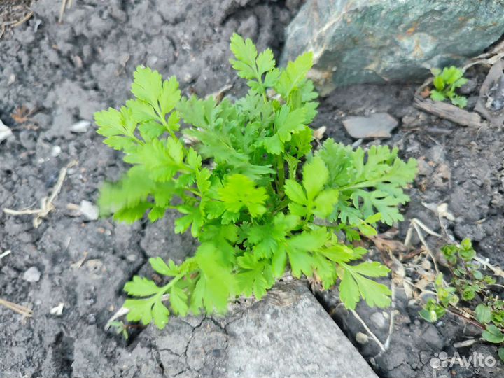 Бадан, мускарики