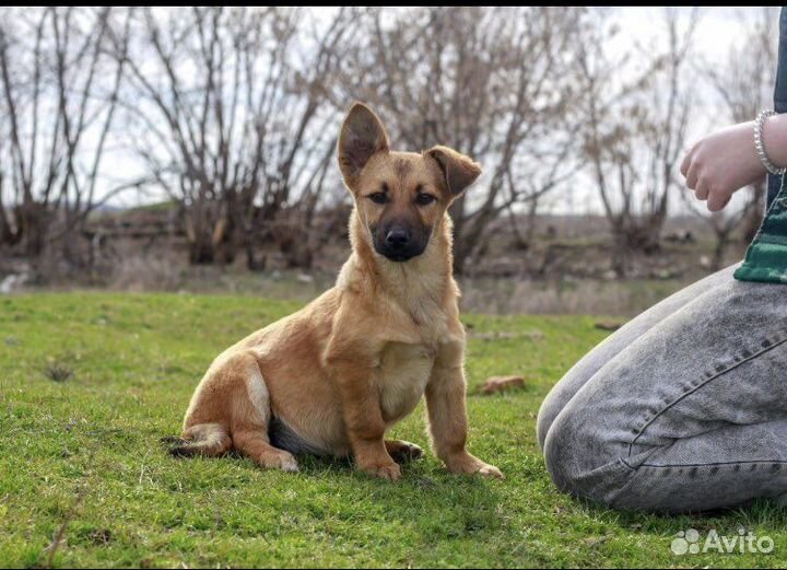 Собачка коротколапик