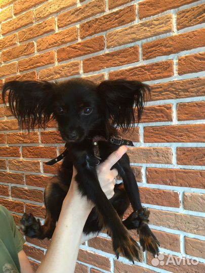 Вязка той-терьер кобель