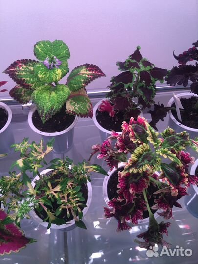 Колеусы (укорененные черенки)