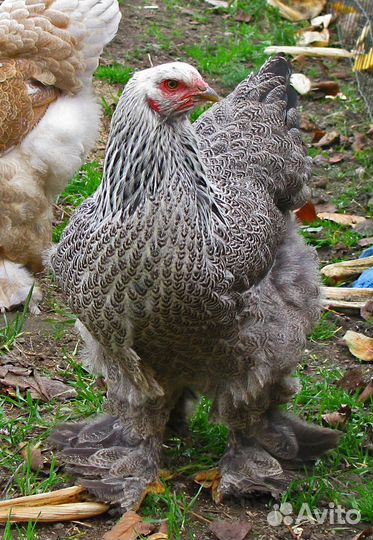 Куры петухи