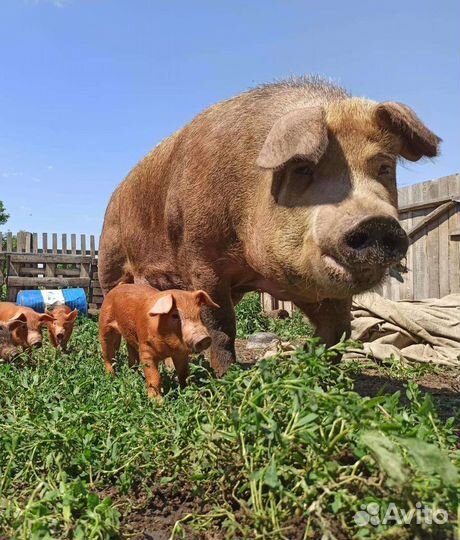 Продажа поросят Дюрок на Племя, Кантор