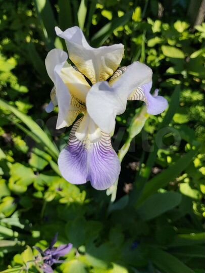 Участок 3 сот. (СНТ, ДНП)