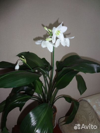Эухарис(Амазонская лилия)