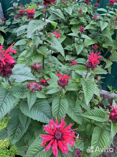 Маранта бергомот