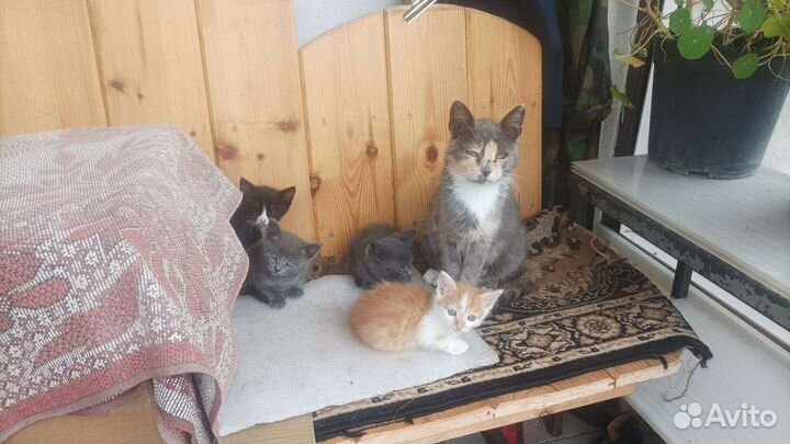 Отдам котят в хорошие руки