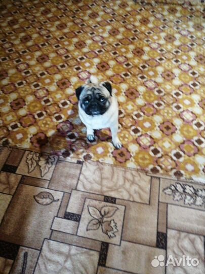 Мопс вязка мальчик