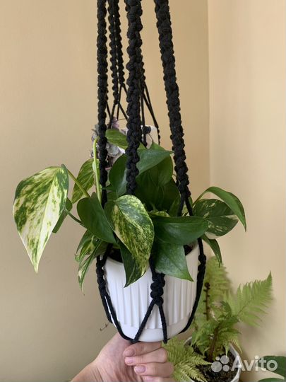 Домашние растения, цветы, комнатные растения