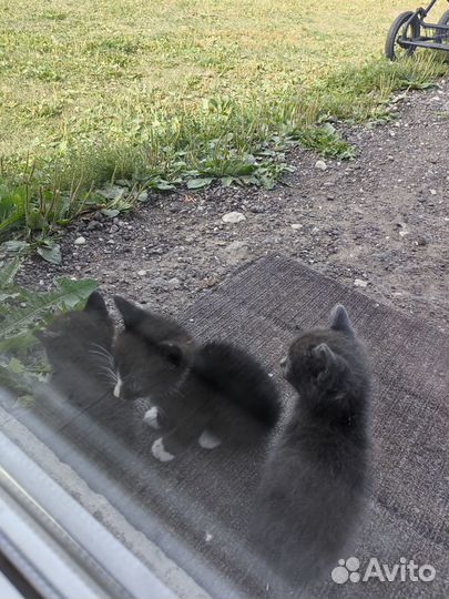 Котята в добрые руки бесплатно