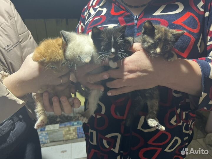 Котята в добрые руки бесплатно