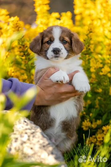 Шикарный мальчик Вельш Корги Кардиган