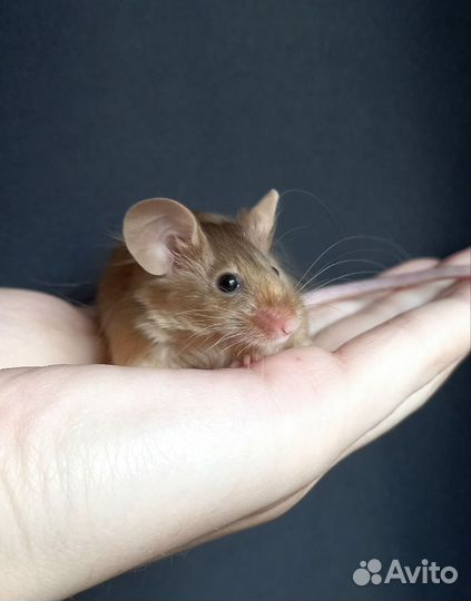 Мышки сатин, тексель