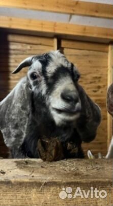 Предлагаются к продаже : козы, овцы, кролики