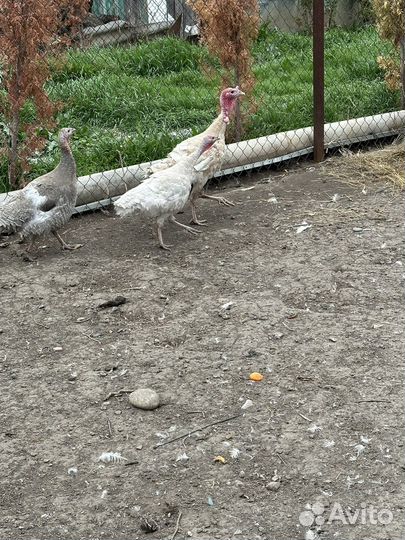 Домашние индюки и индюшки