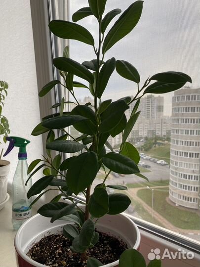 Фикус макламе