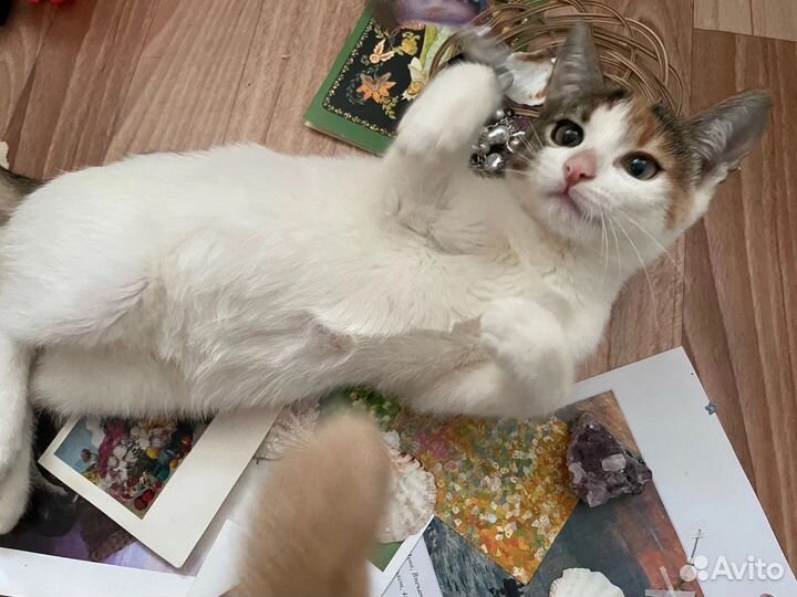 Котенок в добрые руки