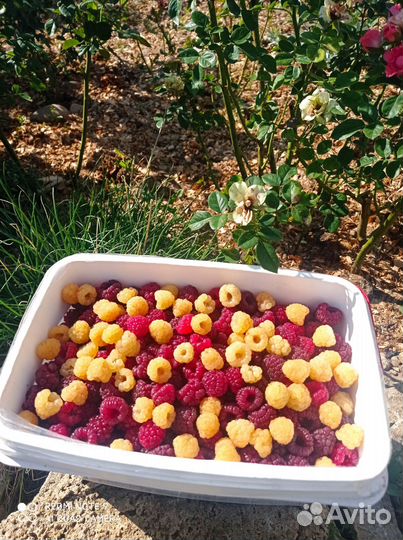 Саженцы малины самого лучшего сорта