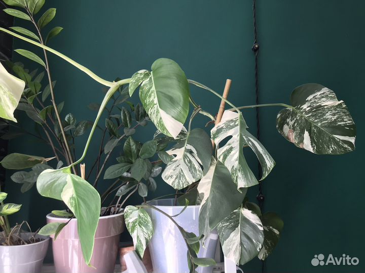 Монстера альба