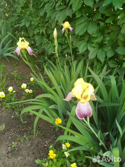 Ирисы деленки и Флоксы белые кустики