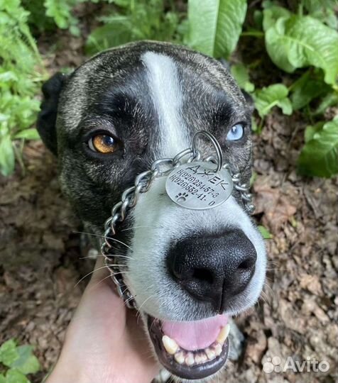 Адресник для собак / кошек, брелок, жетон