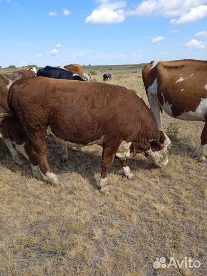 Бык, нетели