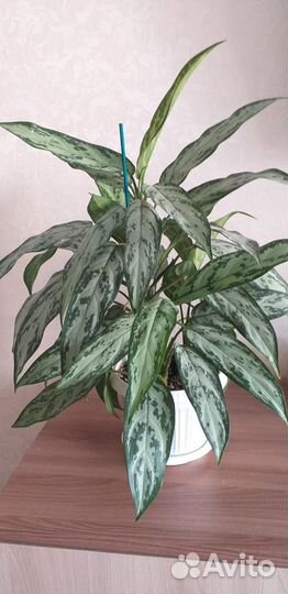 Большие комнатные цветы