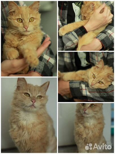 Кот Альберт Абрикосович в добрые руки