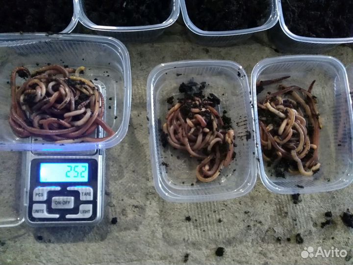 Черви Дендробена