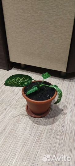 Диффенбахия