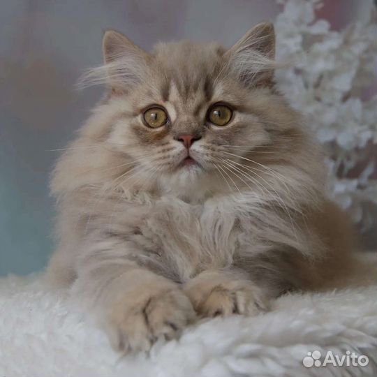 Британские котята