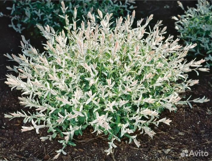 Ива хакуро нишики