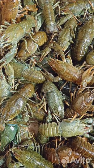 Раки вкуснейшие