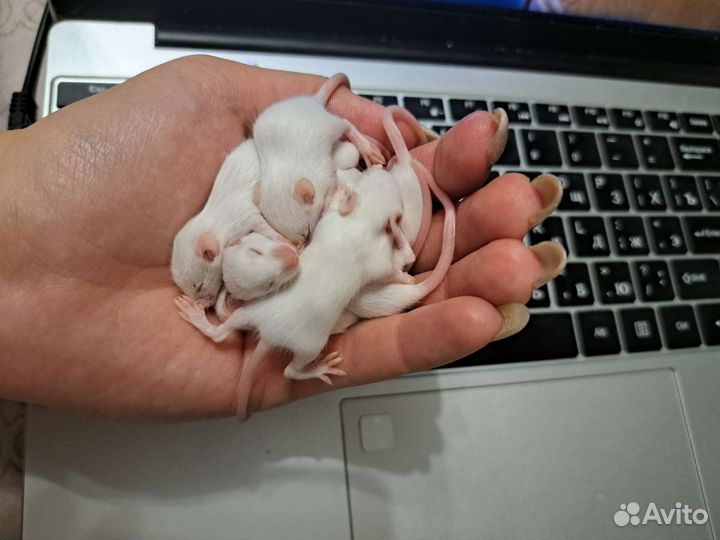 Декоративные мышки