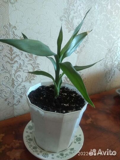 Драцена Сандера - бамбук счастья