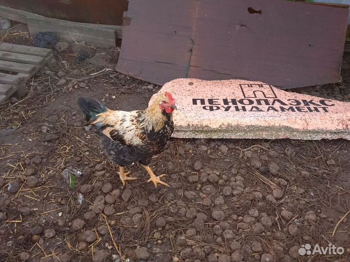 Молодые петухи