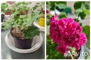 Пеларгония герань