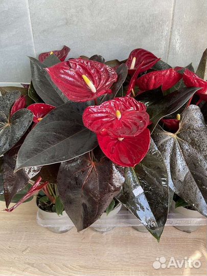 Антуриум в ассортименте
