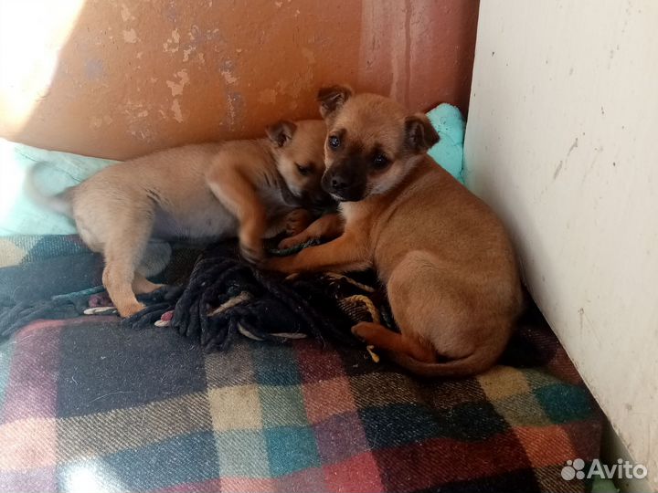 Левретка в добрые руки