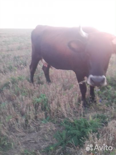 Корова стельная дойная