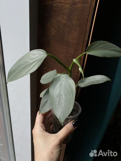 Сциндапсус / Хастатум / Сноу квин