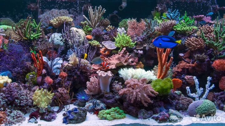 Кораллы для морского аквариума Зоантус Актиния