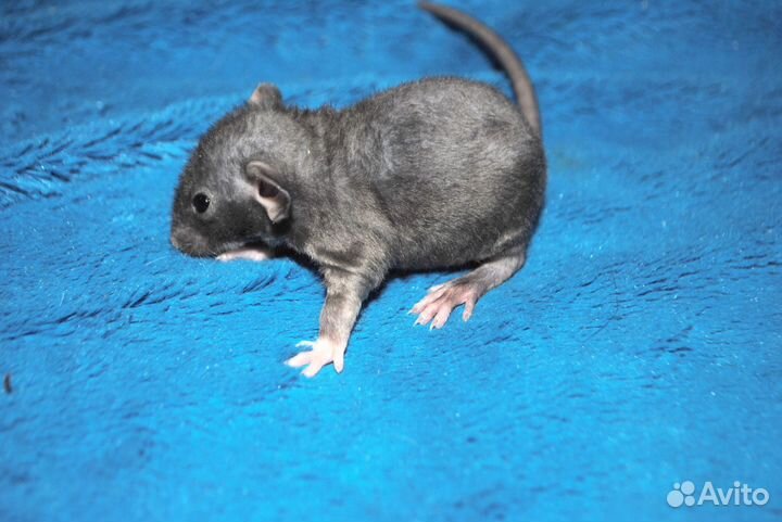 Крысята сфинкс-Дамбо