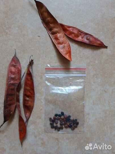 Церсис семена