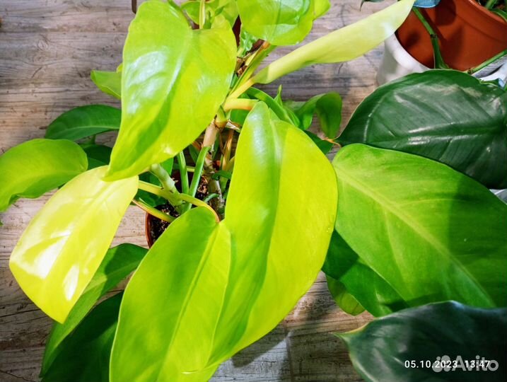 Филодендроны взрослые в ассортименте