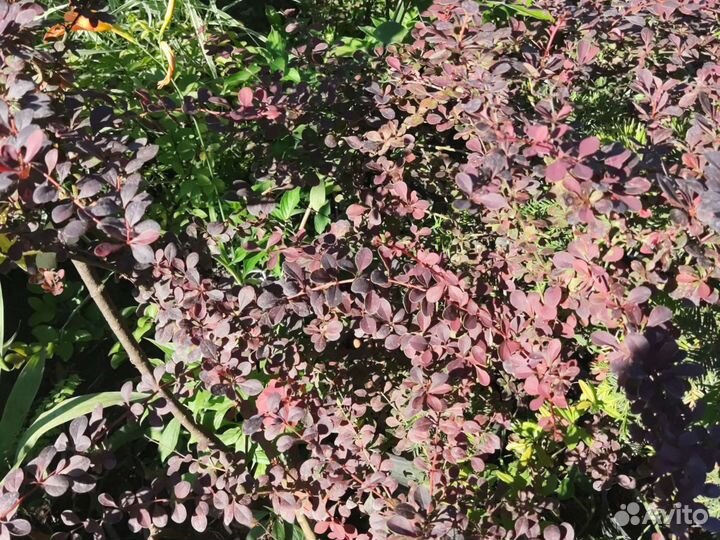 Барбарис тунберга