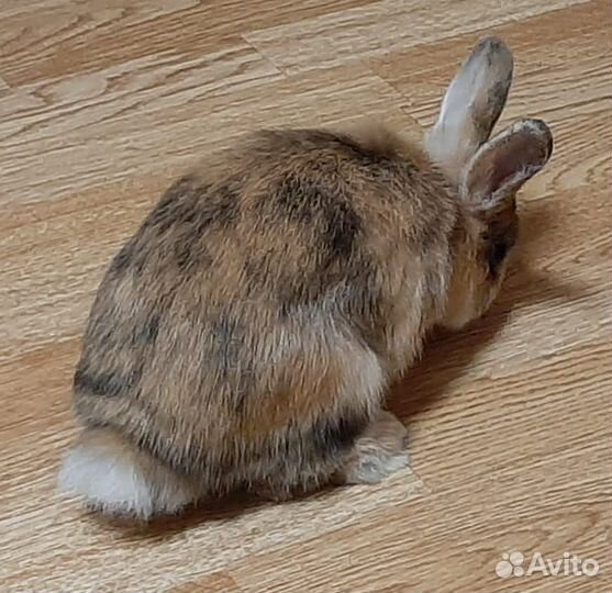 Кролик с клеткой