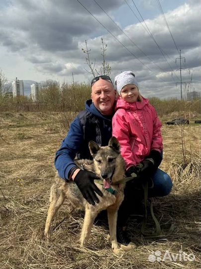 Собака в добрые руки