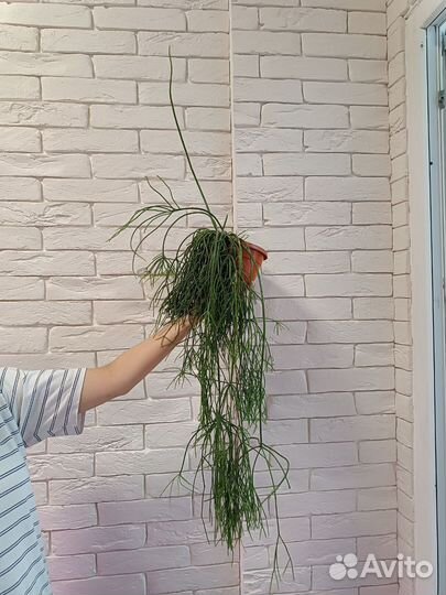 Рипсалис большой в подвесном кашпо